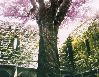 How to Use Photoshop to Create Magic – The Magic Tree | Photoshop Tutorial