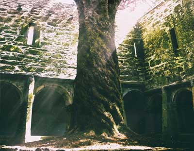 The Magic Tree