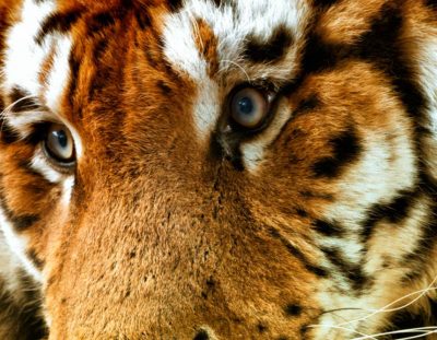How to Use Photoshop to Edit Animals – Example: The Tigers of Ireland | Photoshop Tutorial
