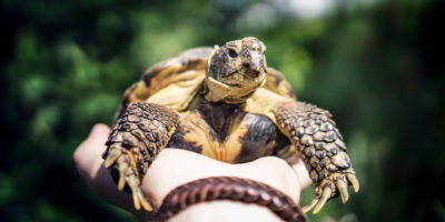 weekly photo turtle animal photography