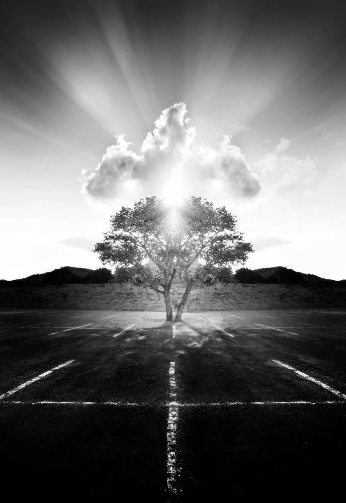 How to Use Photoshop to Create Black and White Images - Crowned Tree | Photoshop Tutorials