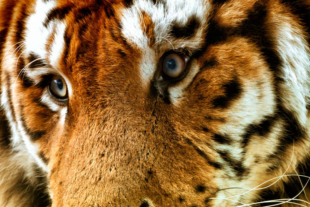 How to Use Photoshop to Edit Animals - Example: The Tigers of Ireland | Photoshop Tutorial