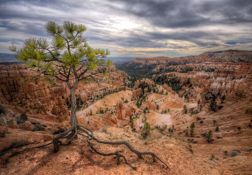 Bryce Canyons Guardian