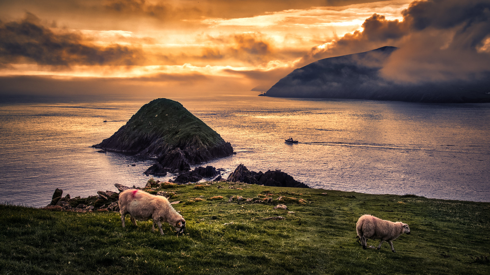 Ireland sheep head daily Photo letsimage